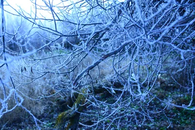 DSC_0985 (Large).JPG